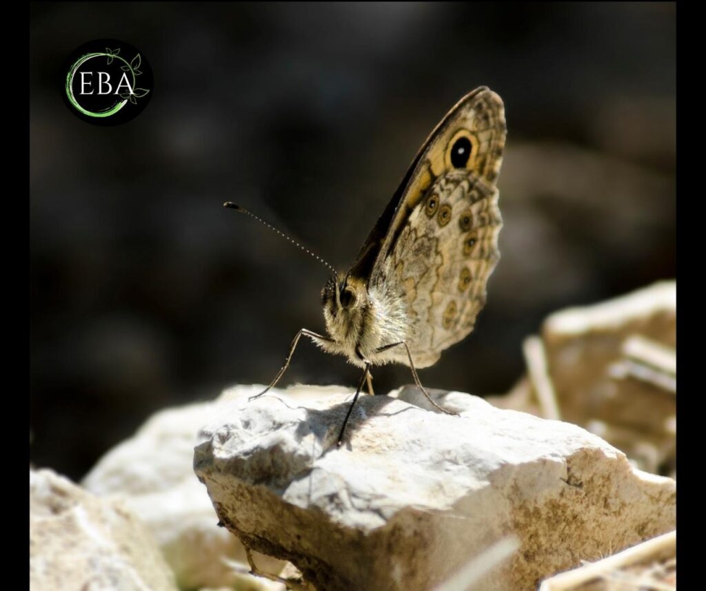 Lasiommata megera