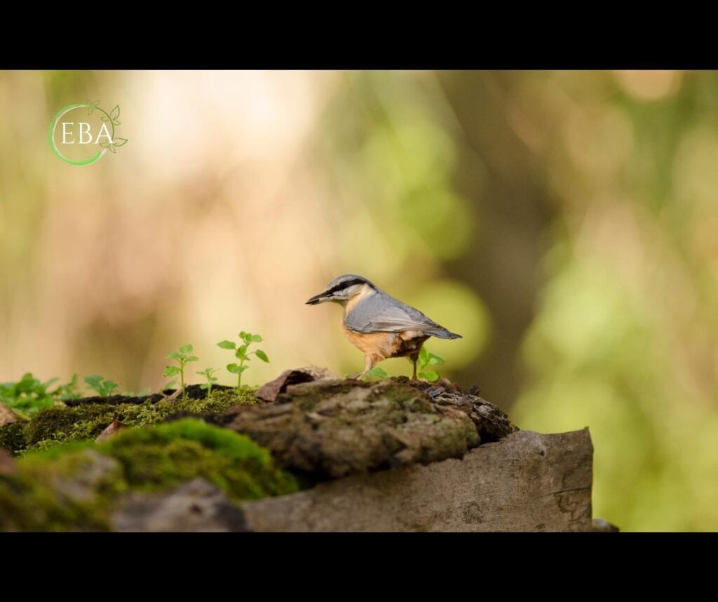 Picchio muratore (Sitta europaea)
