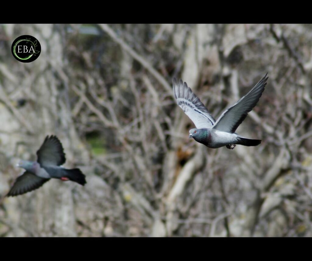 Piccione selvatico occidentale (Columba livia)