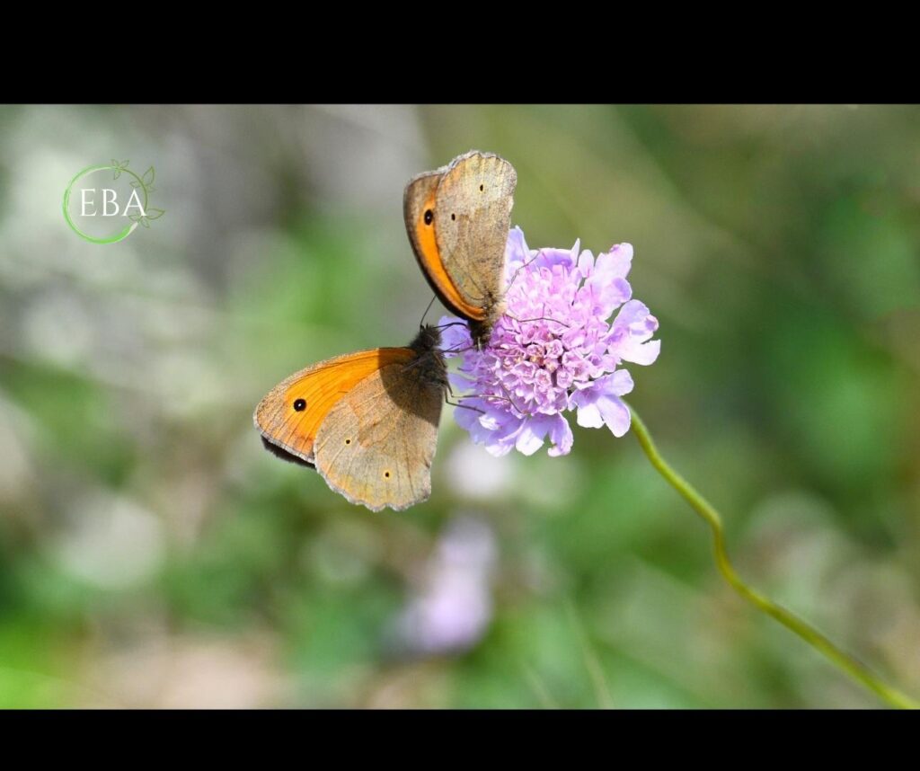 Maniola comune (Maniola jurtina)