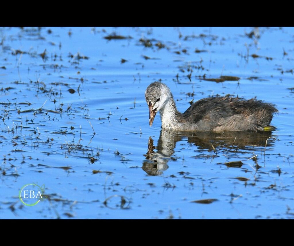 Folaga juv. (Fulica atra)