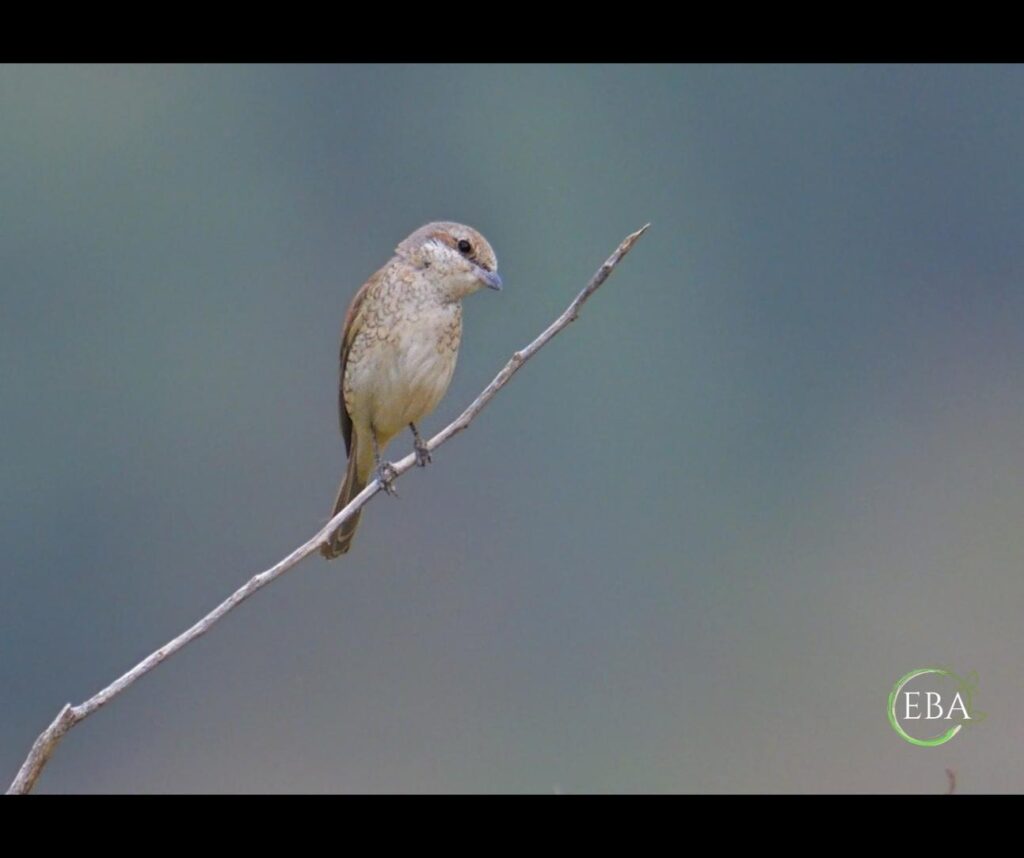 Averla piccola (Lanius collurio)