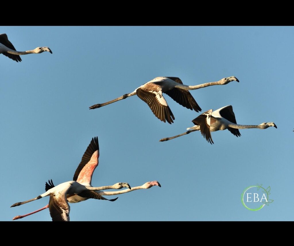 Fenicotteri (Phoenicopterus roseus)