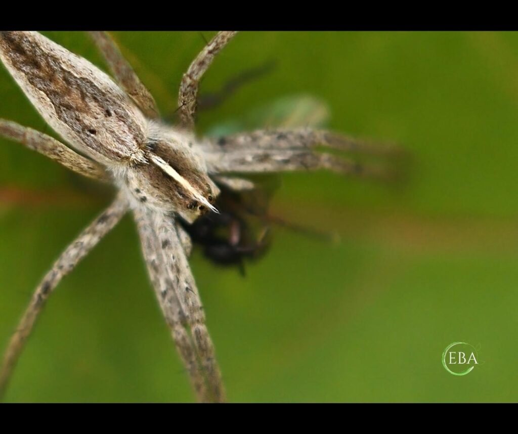 Ragno cacciatore (Pisaura mirabilis)