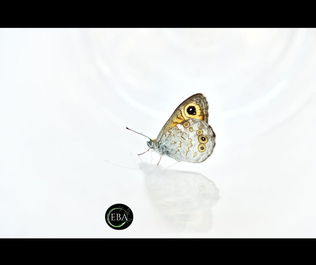 Lasiommata maera