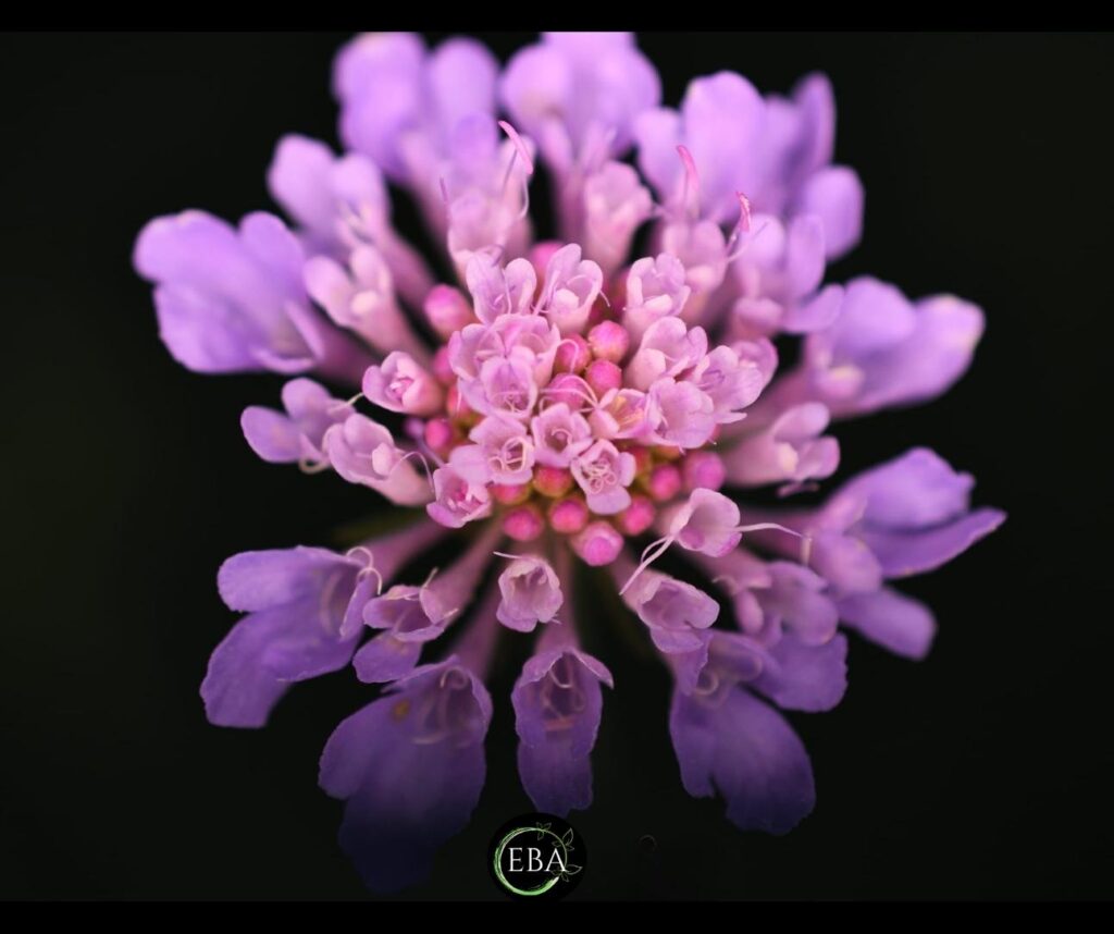 Scabiosa