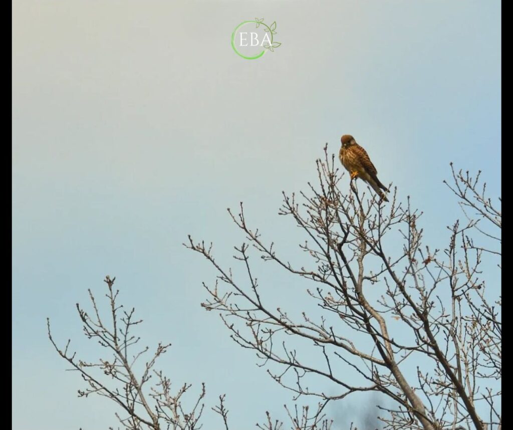 Gheppio (Falco tinnunculus)