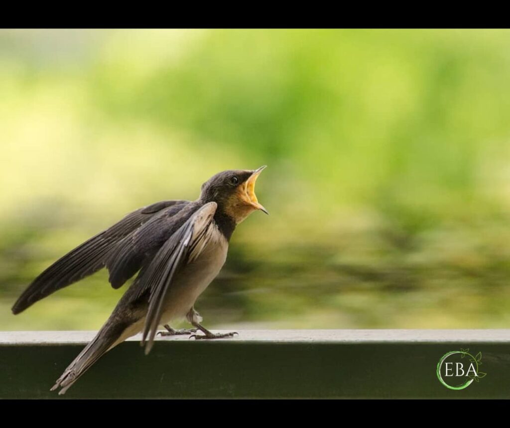 Rondine comune (Hirundo rustica)