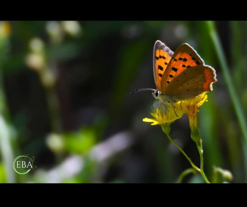 Argo bronzeo (Lycaena phlaeas)